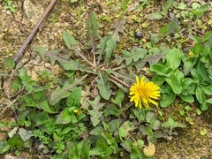 Taraxacum officinale
