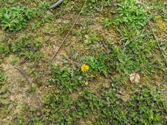Taraxacum officinale