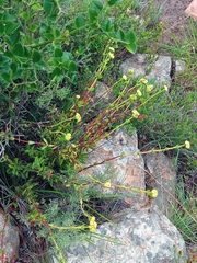 Crassula latibracteata