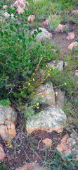 Crassula latibracteata