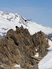 Pyrrhocorax graculus