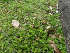 Tracheophyta
