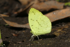 Eurema simulatrix