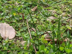 Tracheophyta
