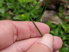 Tracheophyta