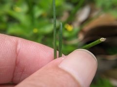 Tracheophyta