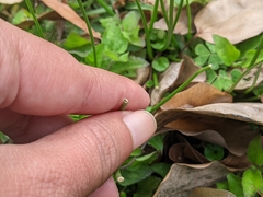 Tracheophyta