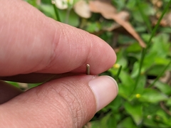 Tracheophyta