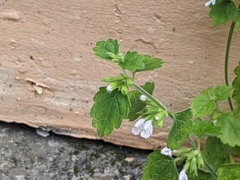 Leucas chinensis