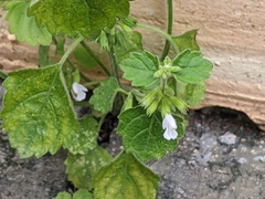 Leucas chinensis