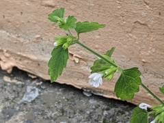Leucas chinensis