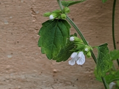 Leucas chinensis