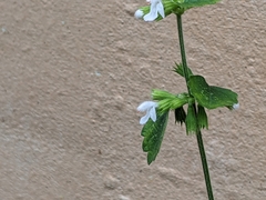 Leucas chinensis