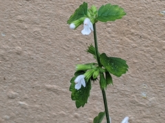 Leucas chinensis
