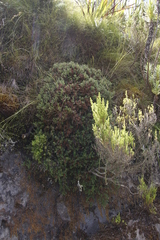 Erica petiolaris