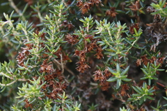 Erica petiolaris