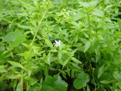 Stellaria flaccida