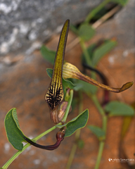 Aristolochia parvifolia