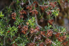 Erica petiolaris