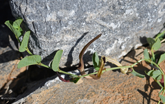 Aristolochia parvifolia