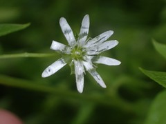 Stellaria flaccida