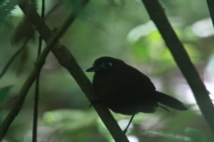 Hafferia zeledoni