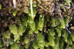 Hymenophyllum capense