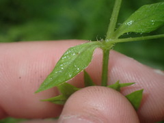 Stellaria flaccida