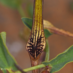 Aristolochia parvifolia