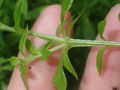 Stellaria flaccida