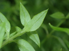 Stellaria flaccida