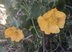 Abutilon grandiflorum