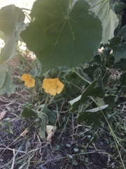 Abutilon grandiflorum