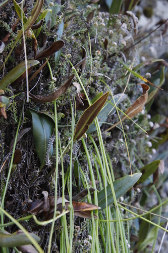 Elaphoglossum conforme, photograph 5