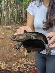 Acanthochelys spixii
