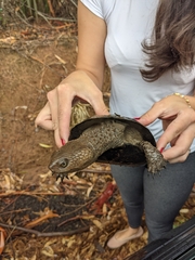 Acanthochelys spixii