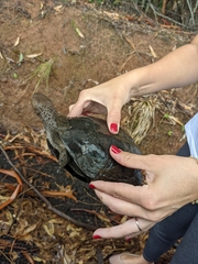 Acanthochelys spixii