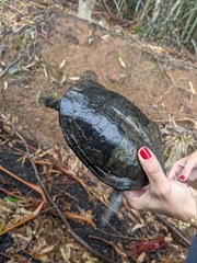Acanthochelys spixii