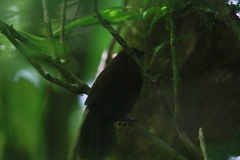 Hafferia zeledoni