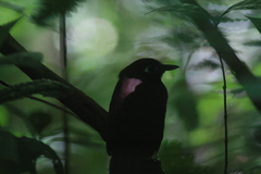 Hafferia zeledoni