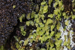 Hymenophyllum capense