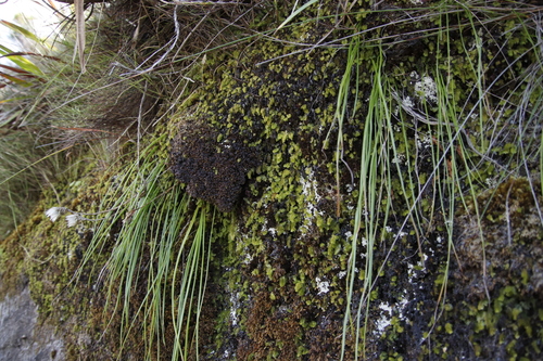 Image of Hymenophyllum capense by (c) Tony Rebelo, some rights reserved (CC BY-SA)