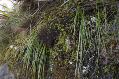Hymenophyllum capense