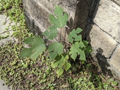 Broussonetia papyrifera