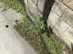 Broussonetia papyrifera
