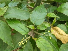 Rivina humilis