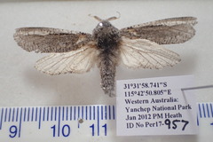 Endoxyla coscinopa
