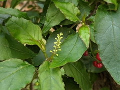 Rivina humilis