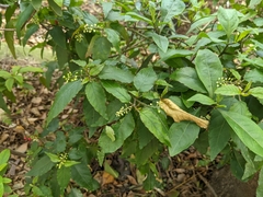 Rivina humilis