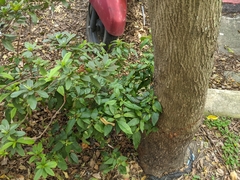 Rivina humilis